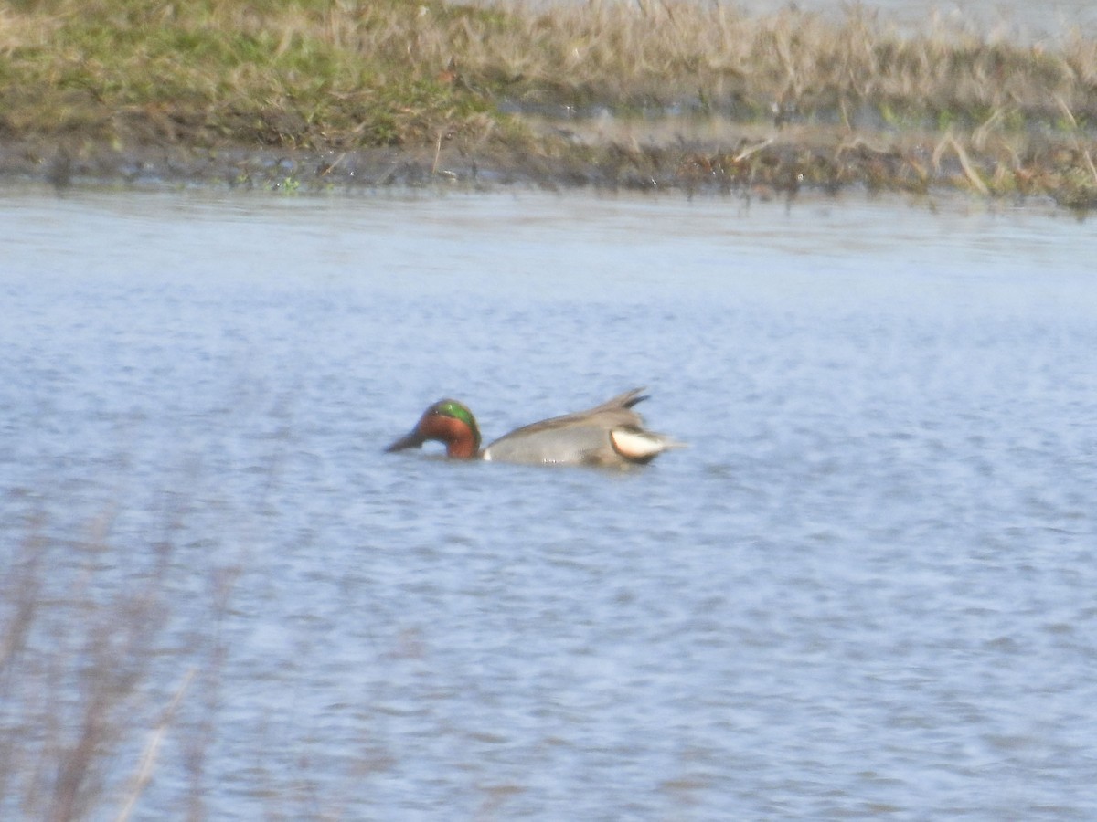 Green-winged Teal (American) - ML633538273