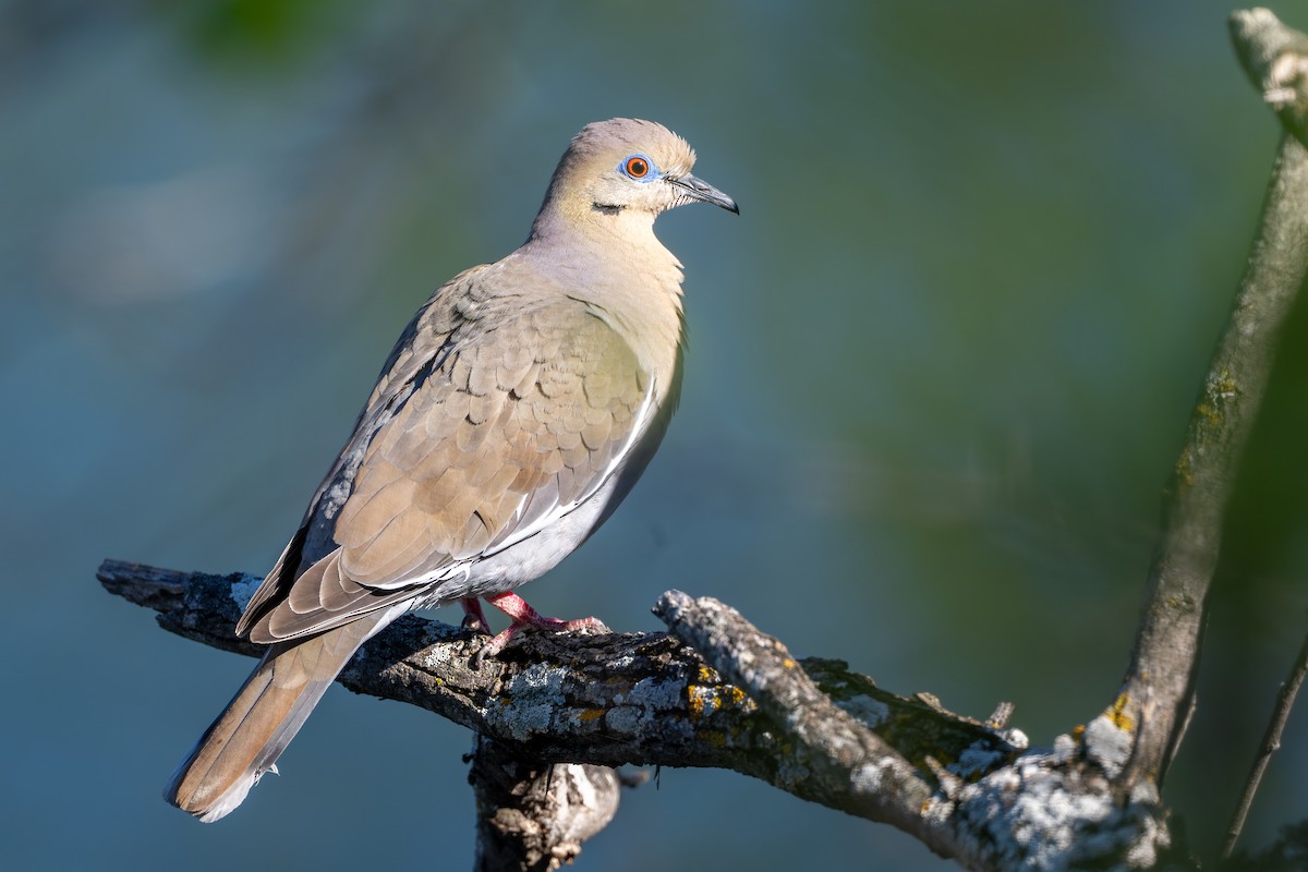 White-winged Dove - ML633538279