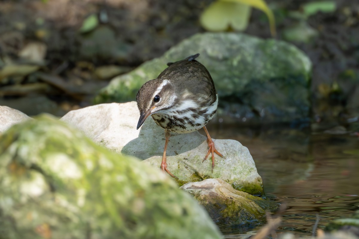 Louisiana Waterthrush - ML633538283
