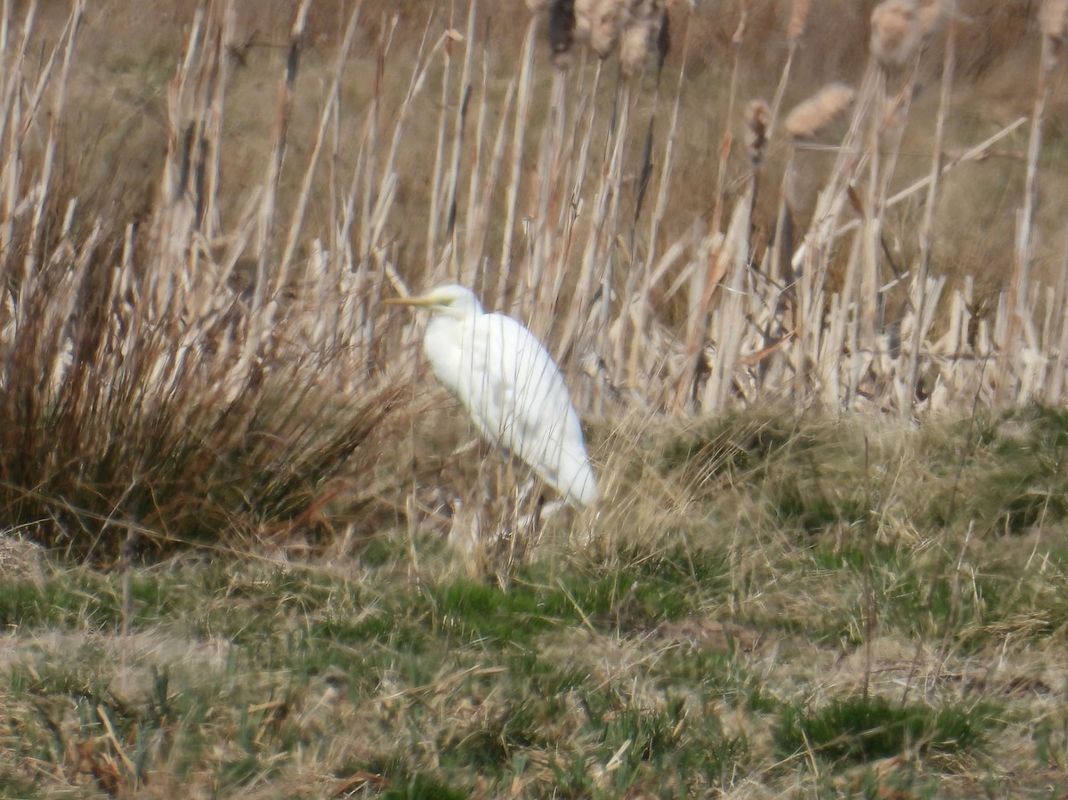 Great Egret - ML633538285