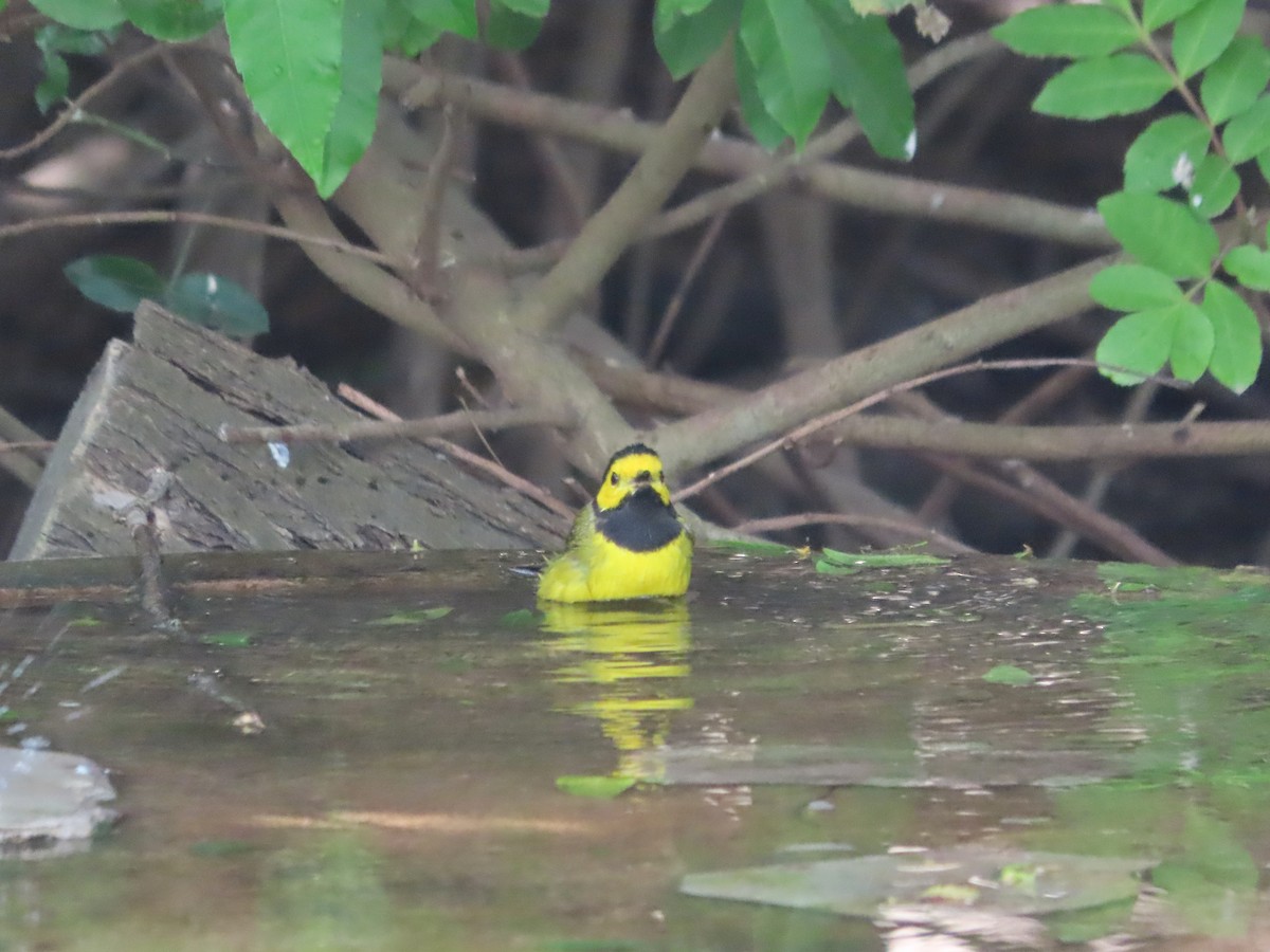 Hooded Warbler - Michelle Browning