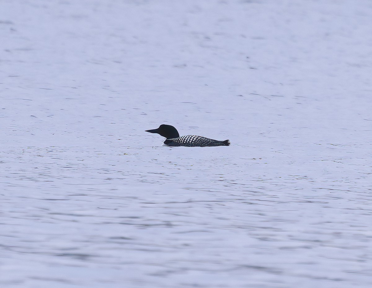 Common Loon - ML633538473