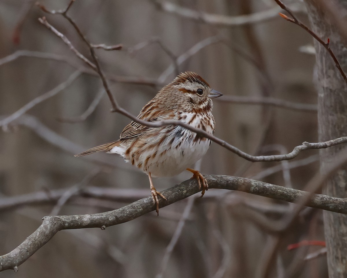 Song Sparrow - ML633538475