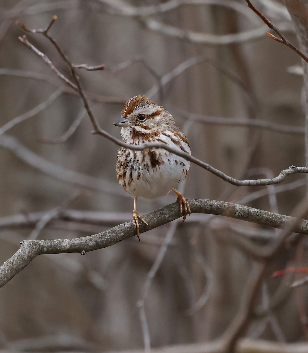 Song Sparrow - ML633538476