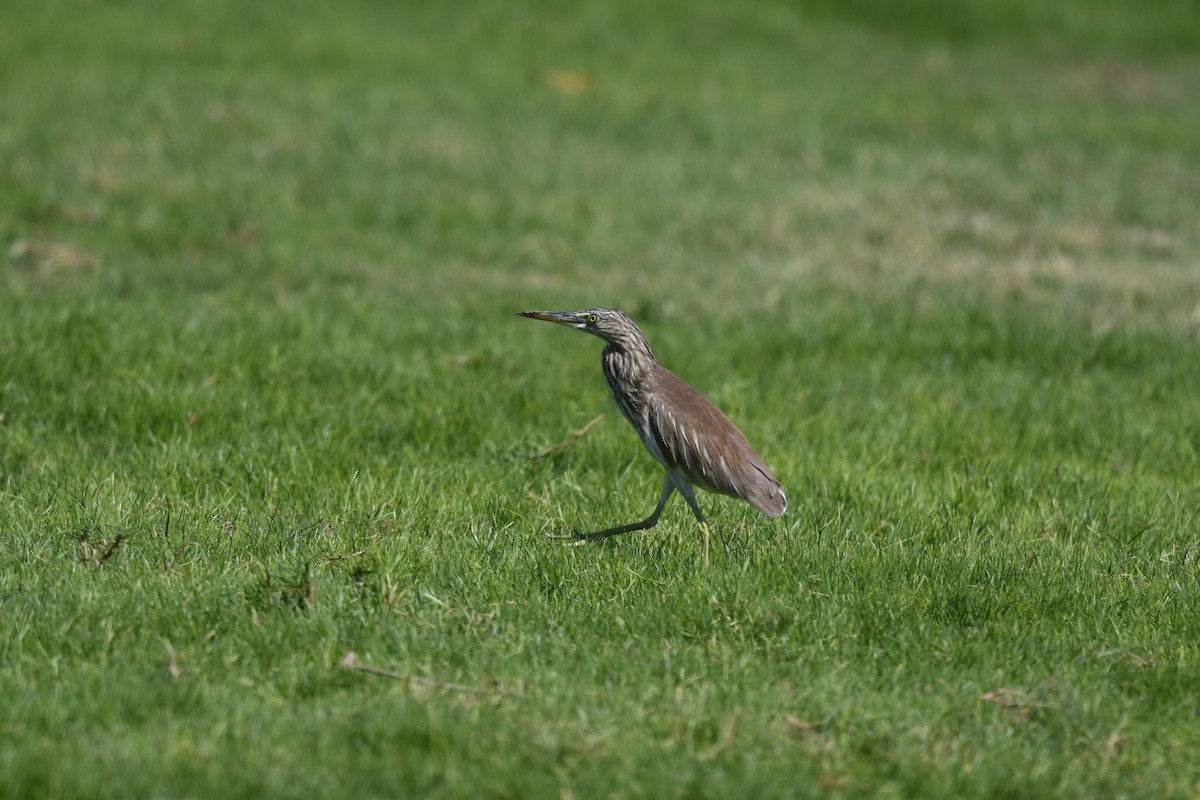 Garcilla India - ML633538564