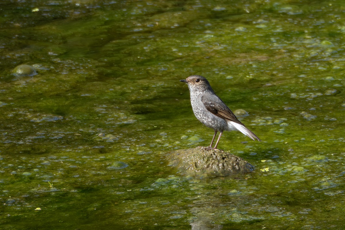 Plumbeous Redstart - ML633538616