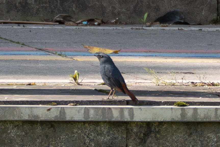 Plumbeous Redstart - ML633538622