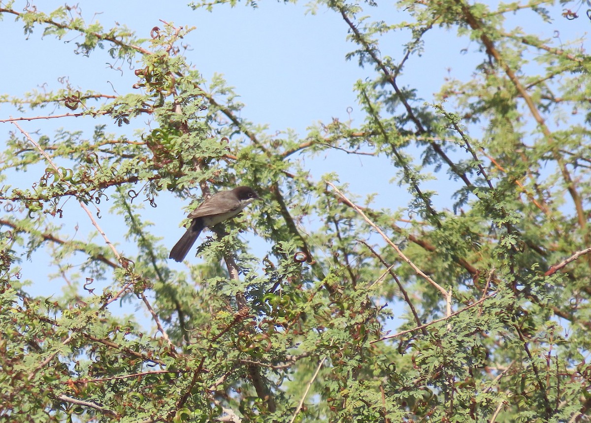 Arabian Warbler - ML633538645