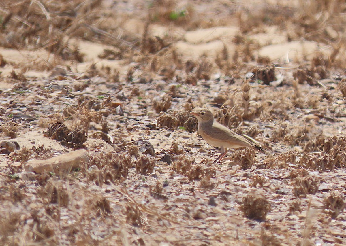 Allodola del deserto minore - ML633538688