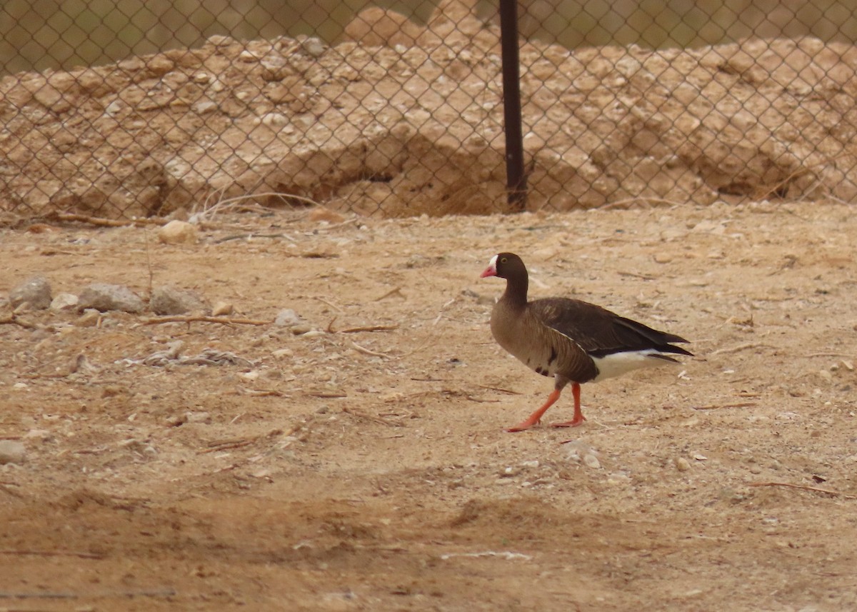 Lesser White-fronted Goose - ML633538747