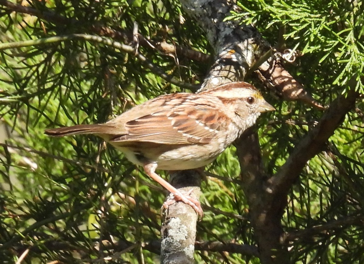 White-throated Sparrow - ML633538883