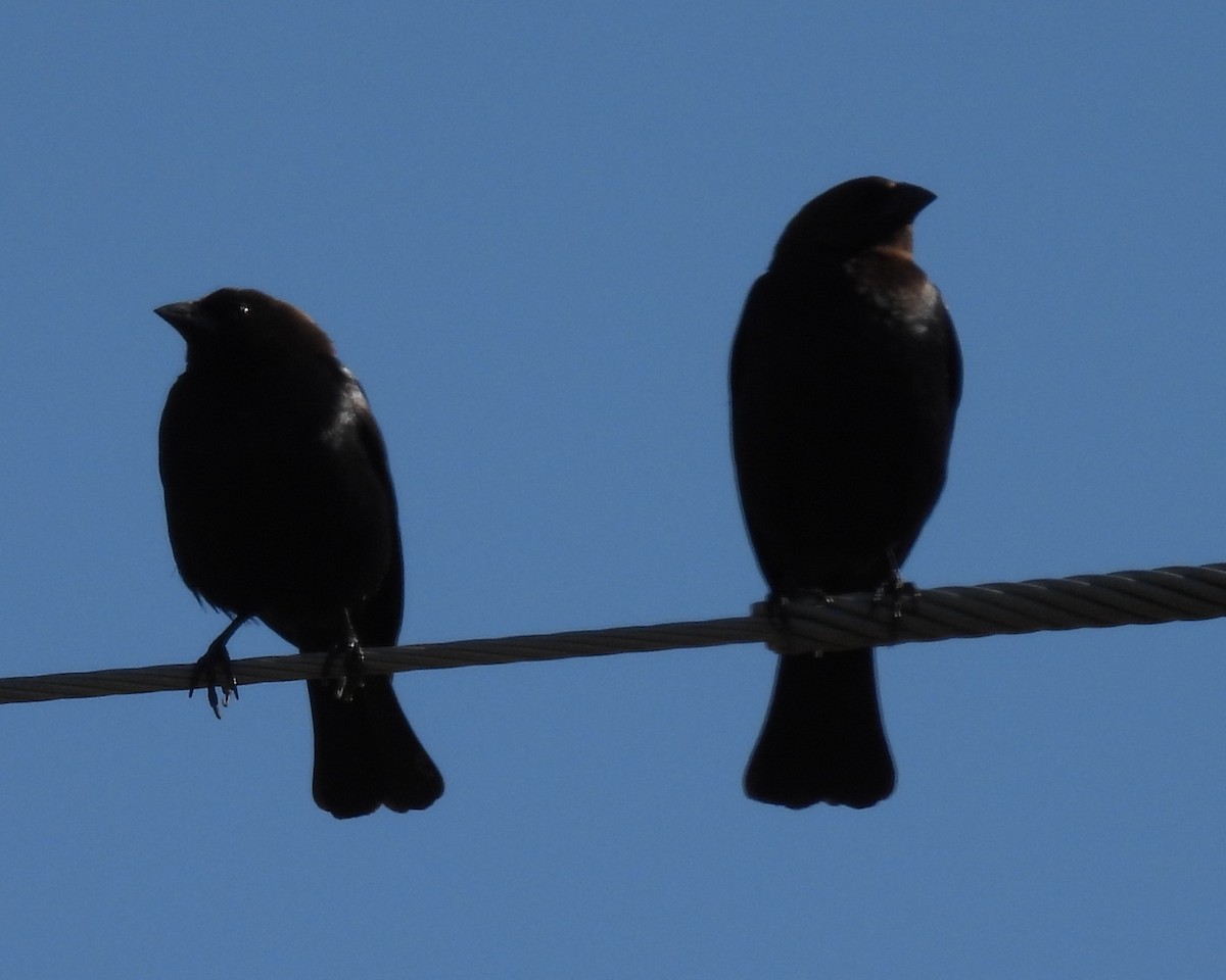 Brown-headed Cowbird - ML633538890
