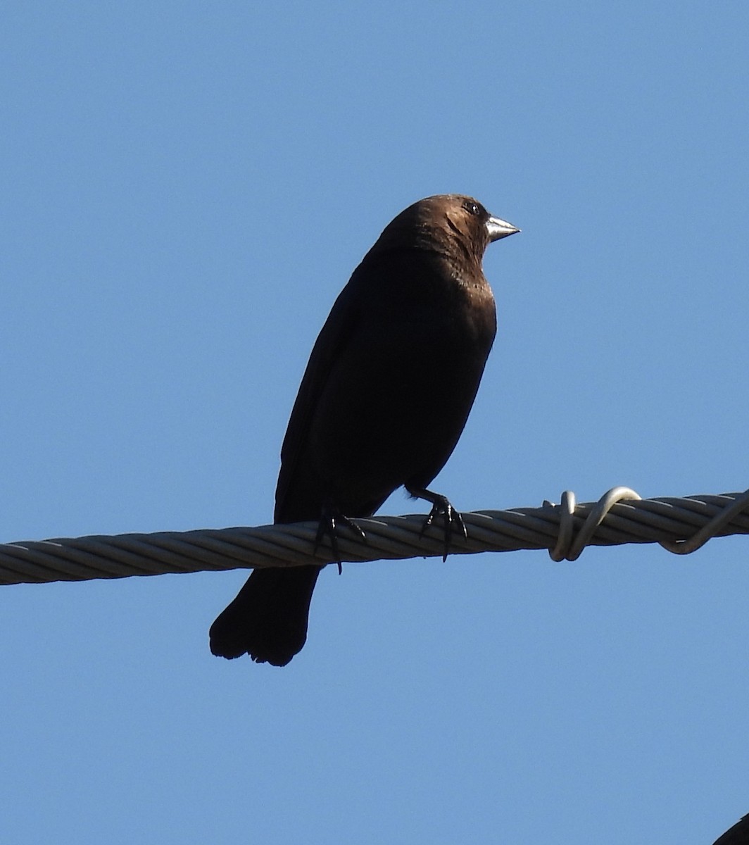 Brown-headed Cowbird - ML633538891