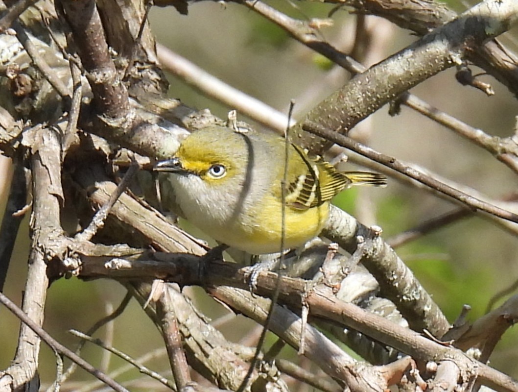 Bireo begizuria - ML633538897