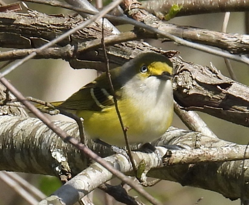 Bireo begizuria - ML633538899