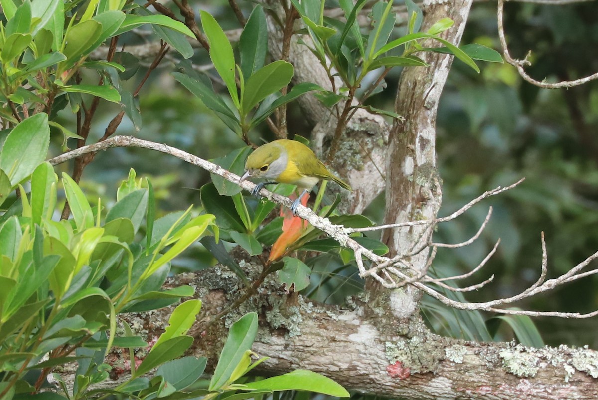 Green-backed Becard - ML633538971