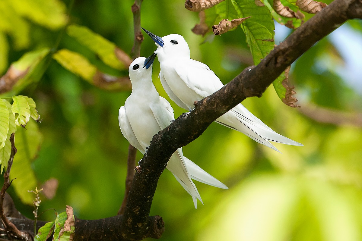 White Tern - ML63353901