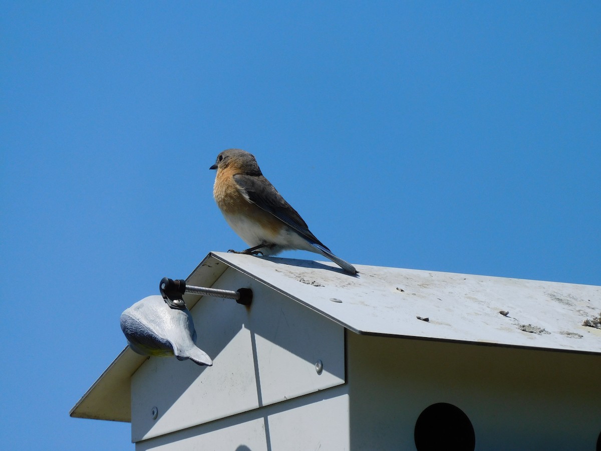 Eastern Bluebird - ML633539143