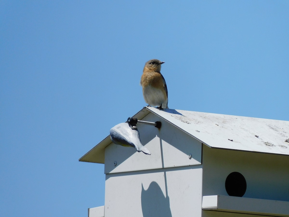 Eastern Bluebird - ML633539146