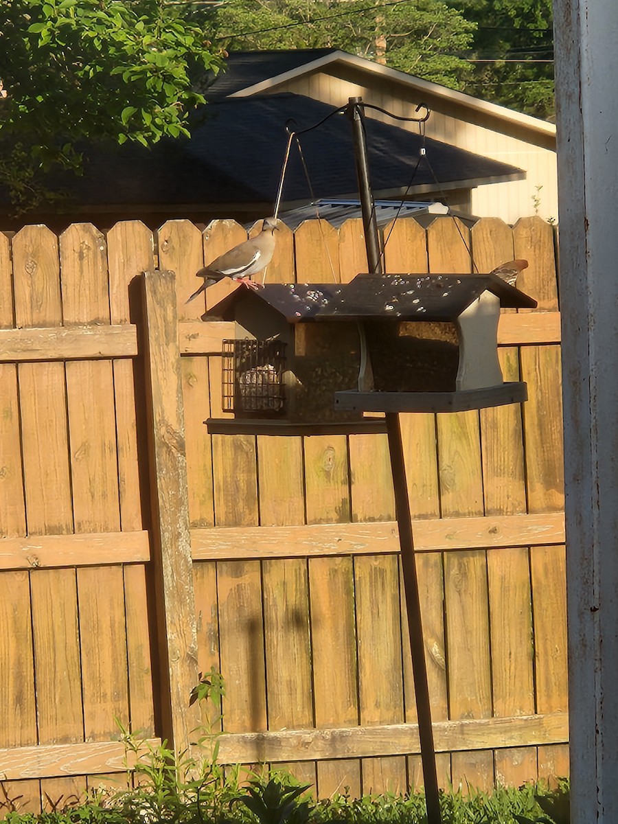 White-winged Dove - ML633539232