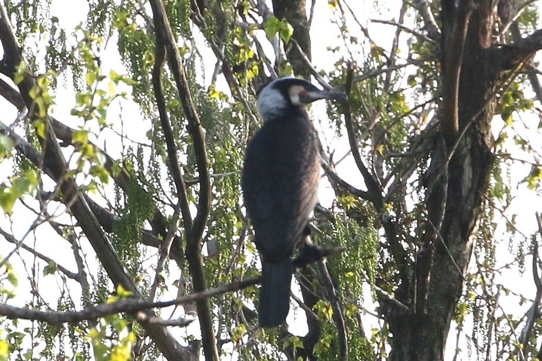 Great Cormorant (Eurasian) - ML633539364