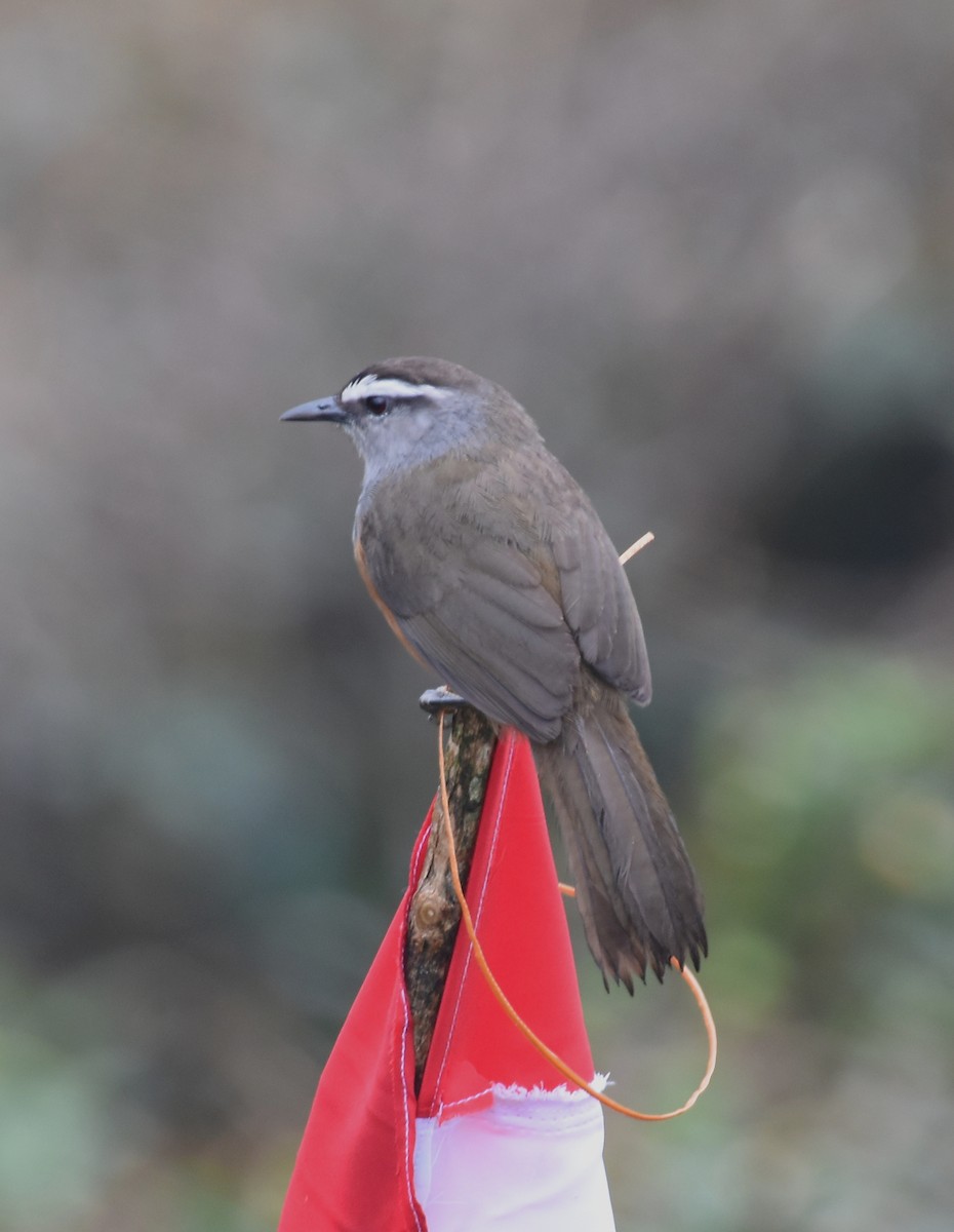 Palani Laughingthrush - ML633539491