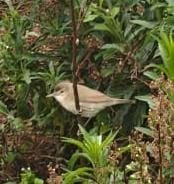 Blyth's Reed Warbler - ML633539494