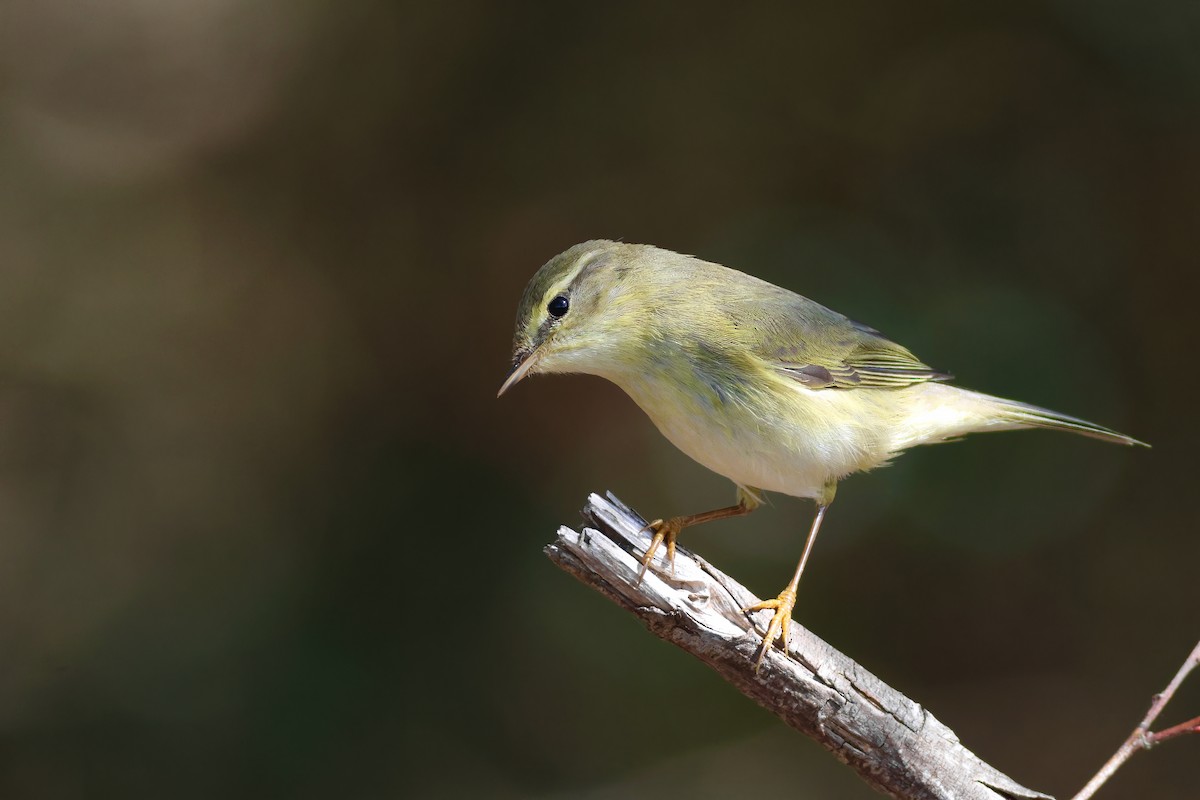 Willow Warbler - ML633539529