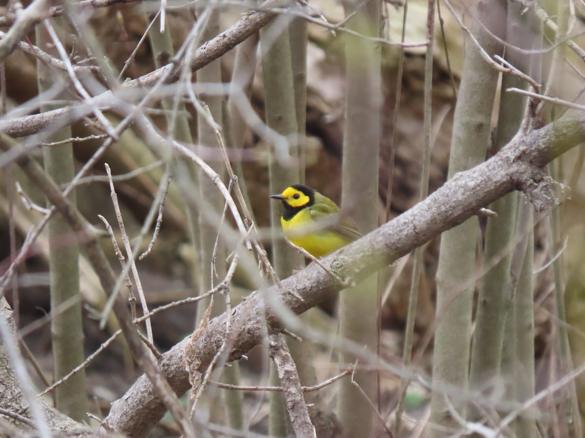Hooded Warbler - ML633539531