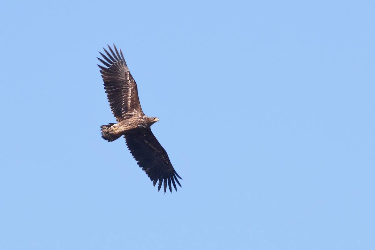 White-tailed Eagle - ML633539538