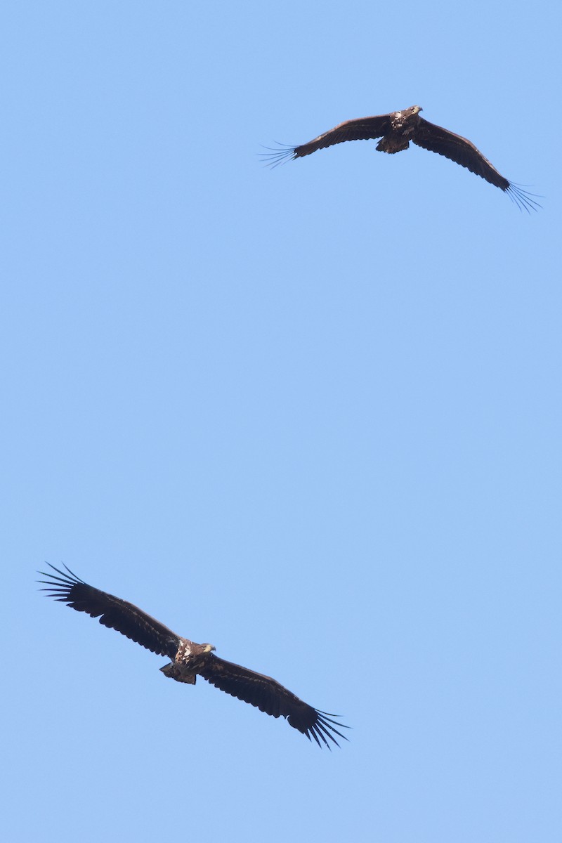 White-tailed Eagle - ML633539543