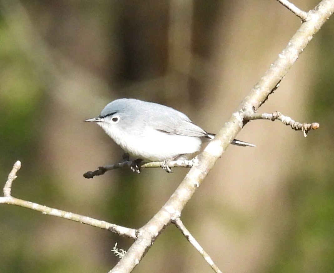 Blue-gray Gnatcatcher - ML633539577