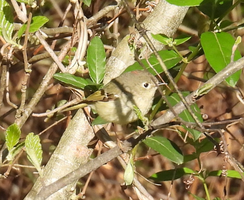 Ruby-crowned Kinglet - ML633539584
