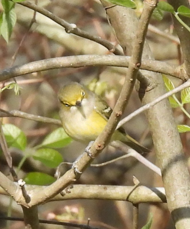 White-eyed Vireo - ML633539589
