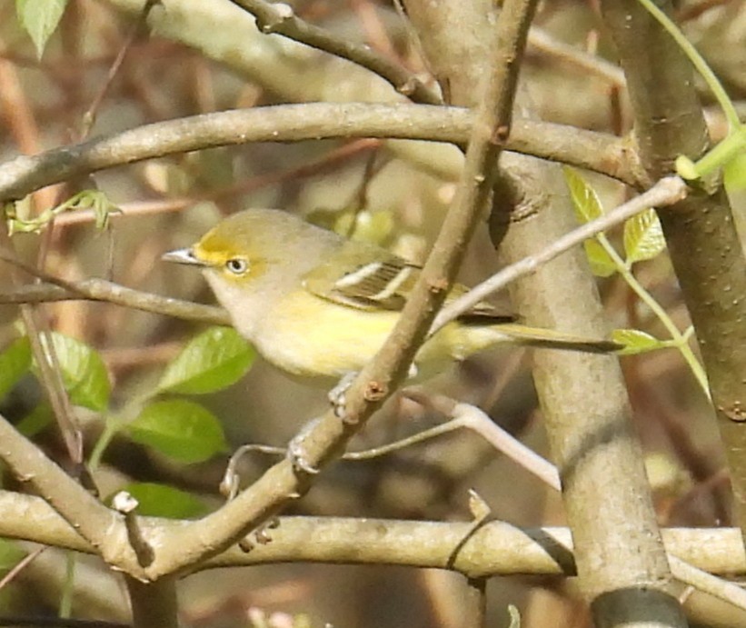 White-eyed Vireo - ML633539590