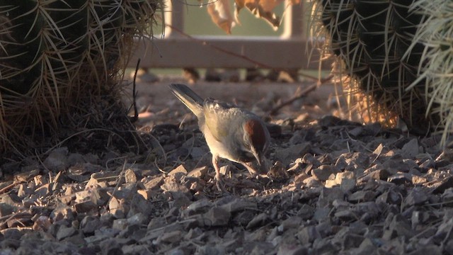 Green-tailed Towhee - ML633539633