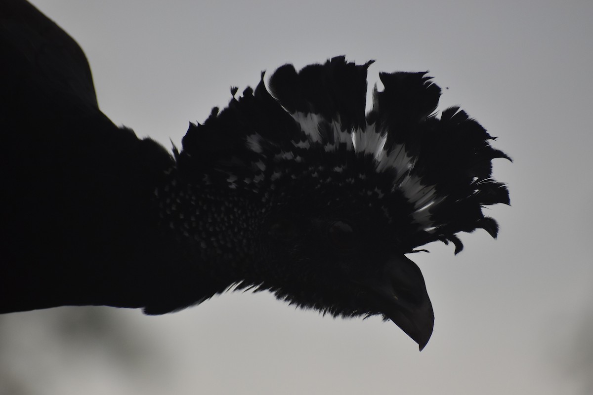 Great Curassow - ML633539658