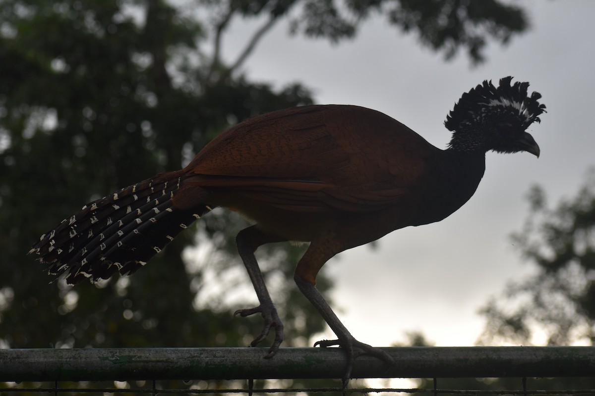 Great Curassow - ML633539659