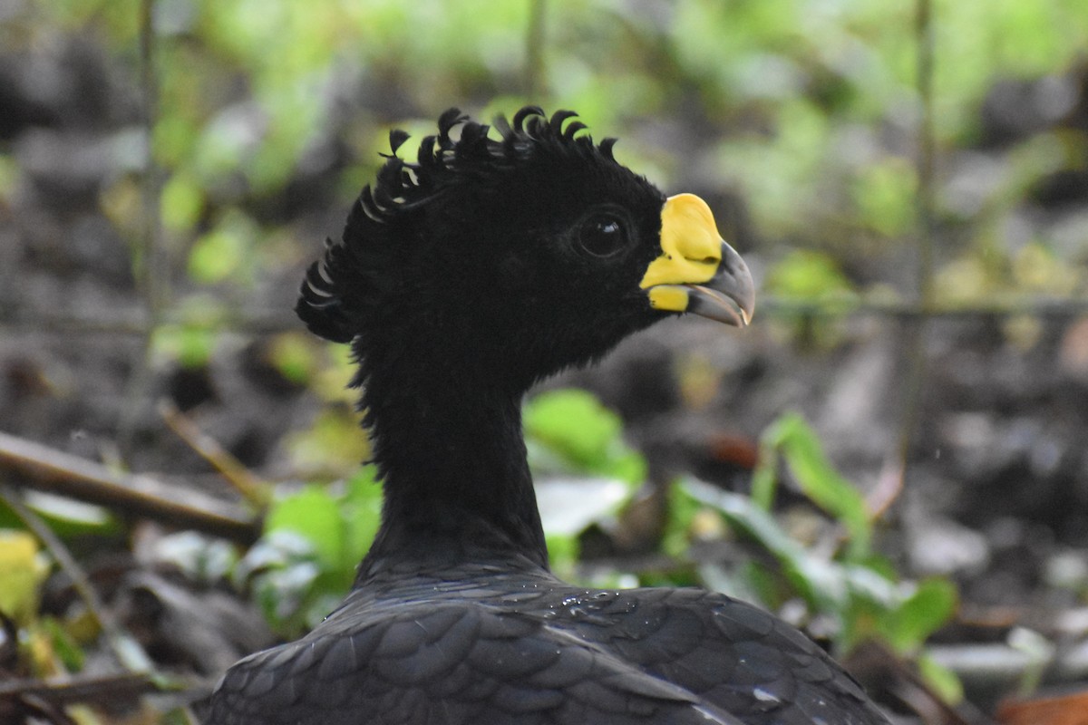 Great Curassow - ML633539660