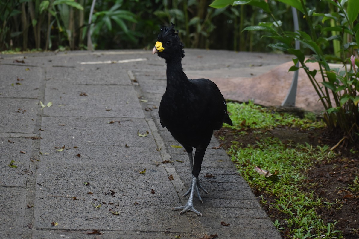 Great Curassow - ML633539661