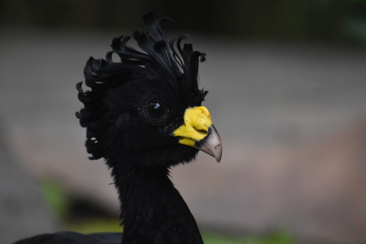 Great Curassow - ML633539662