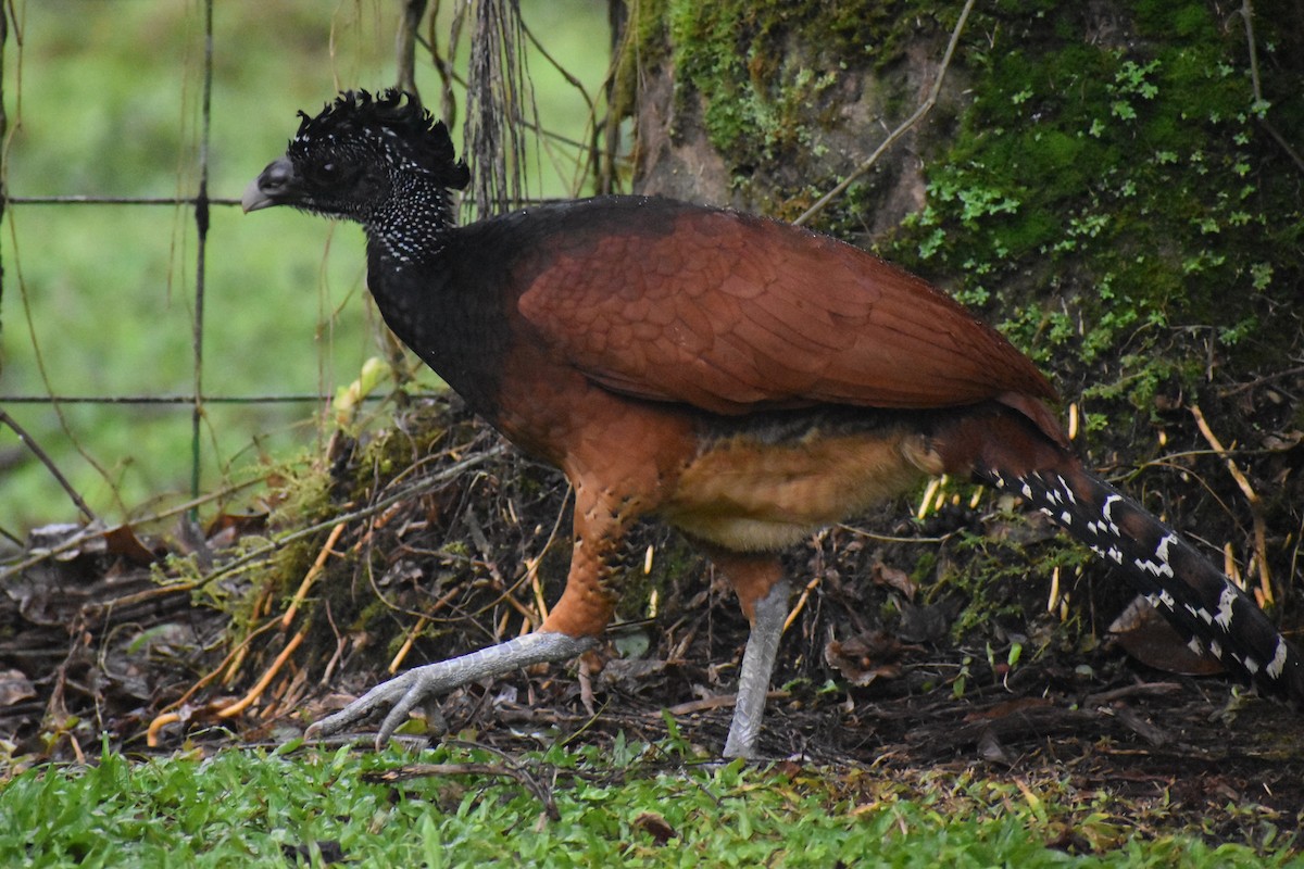 Great Curassow - ML633539663