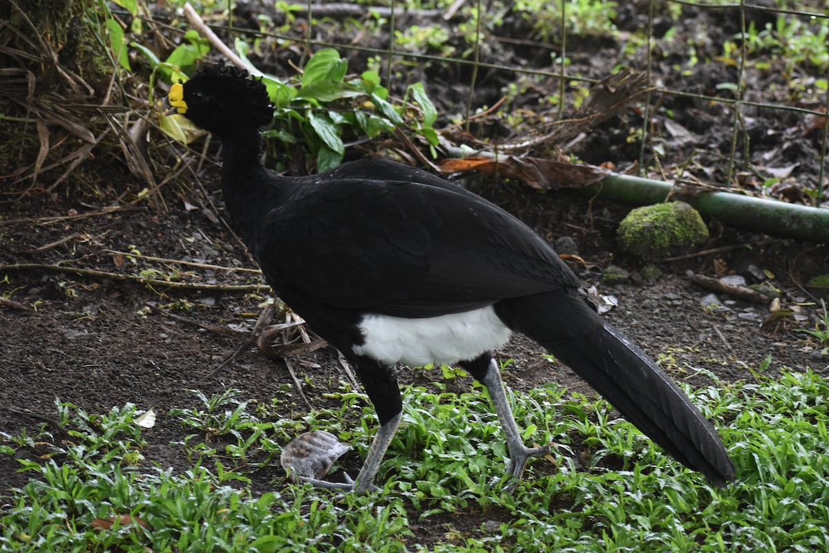 Great Curassow - ML633539664