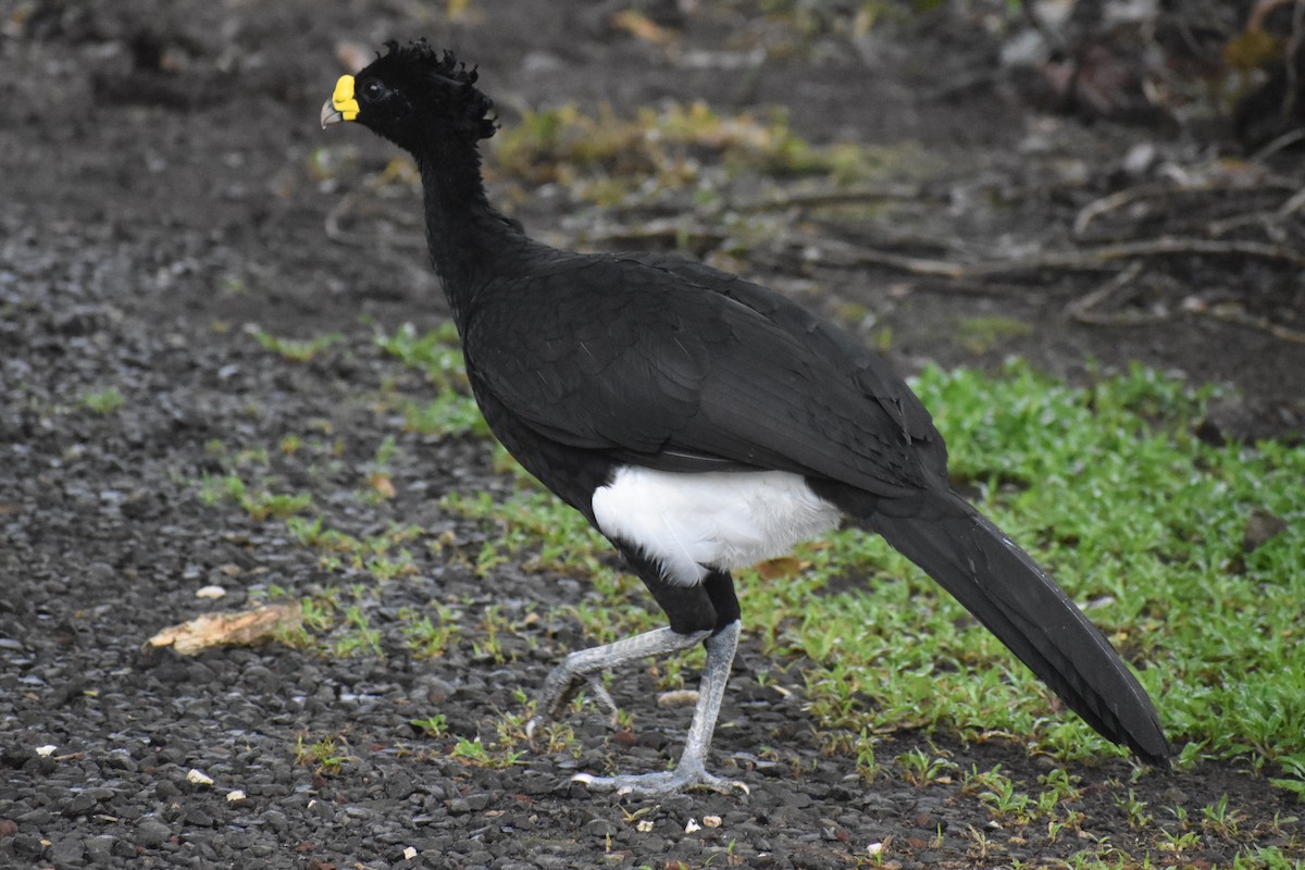 Great Curassow - ML633539665