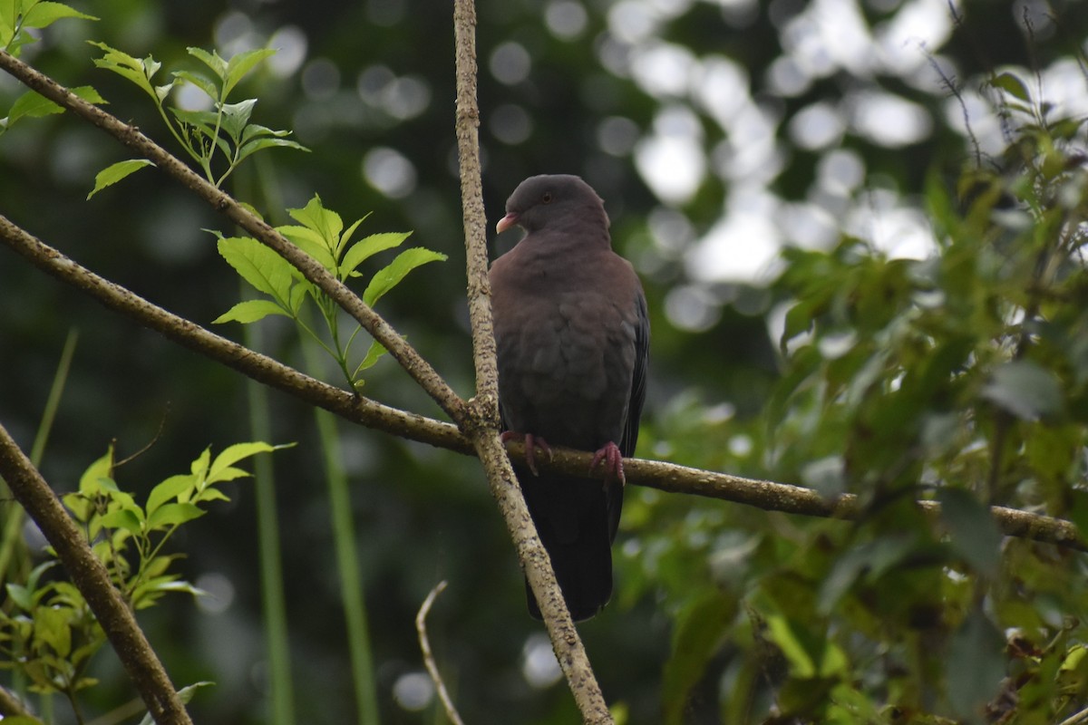 Red-billed Pigeon - ML633539671