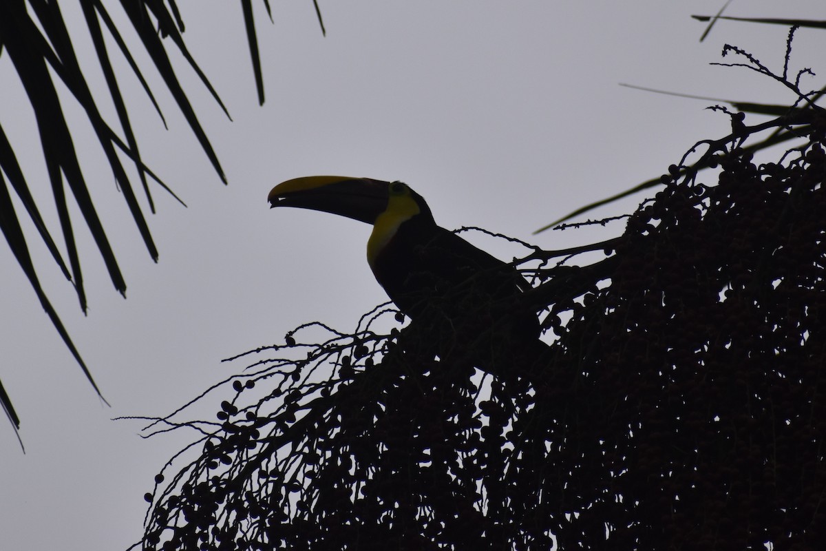 Yellow-throated Toucan - ML633539677