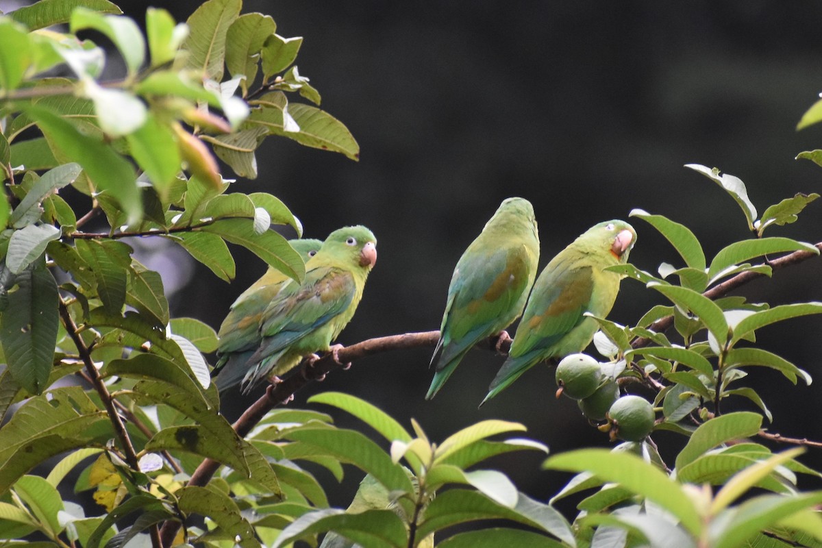 Orange-chinned Parakeet - ML633539682