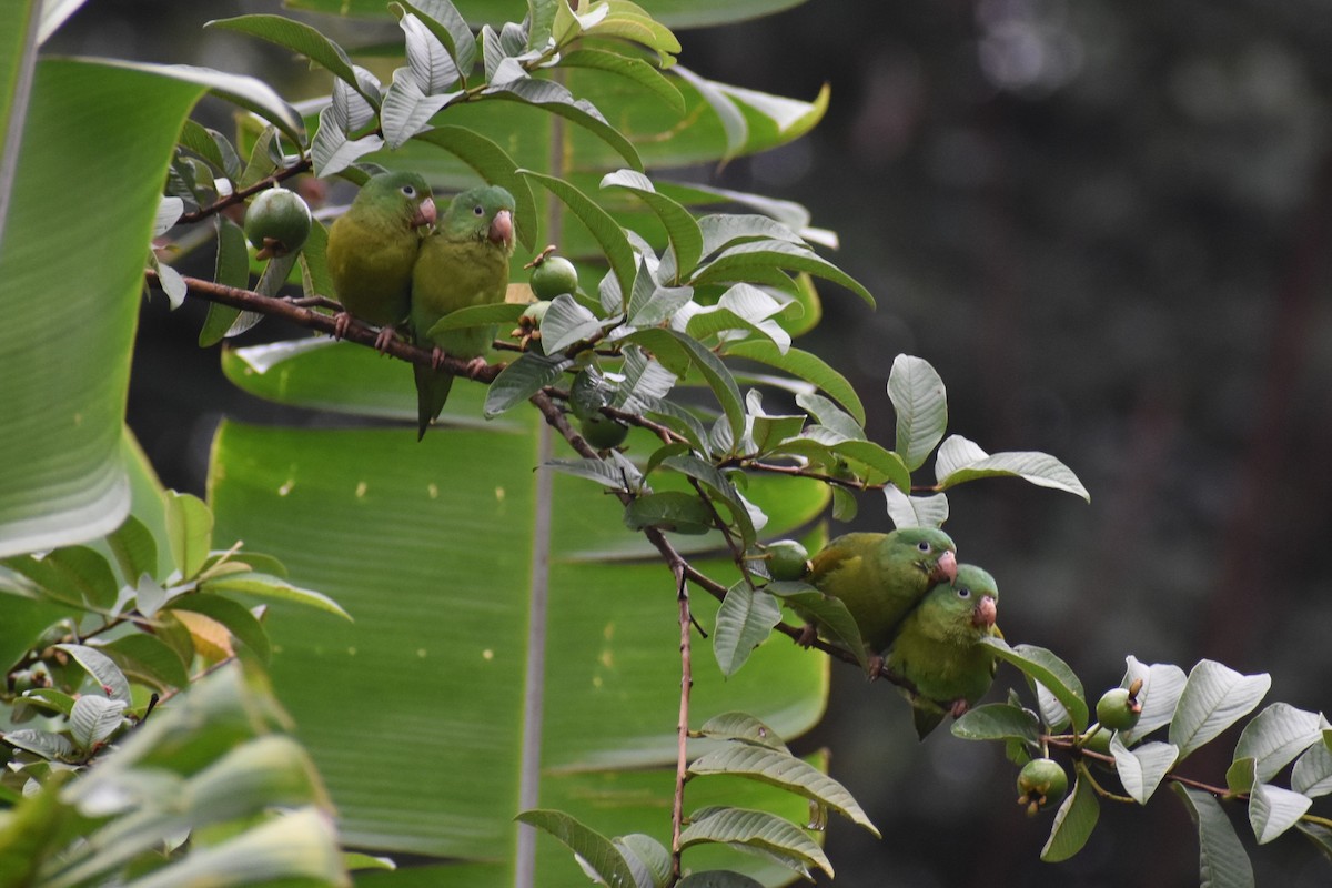 Orange-chinned Parakeet - ML633539683