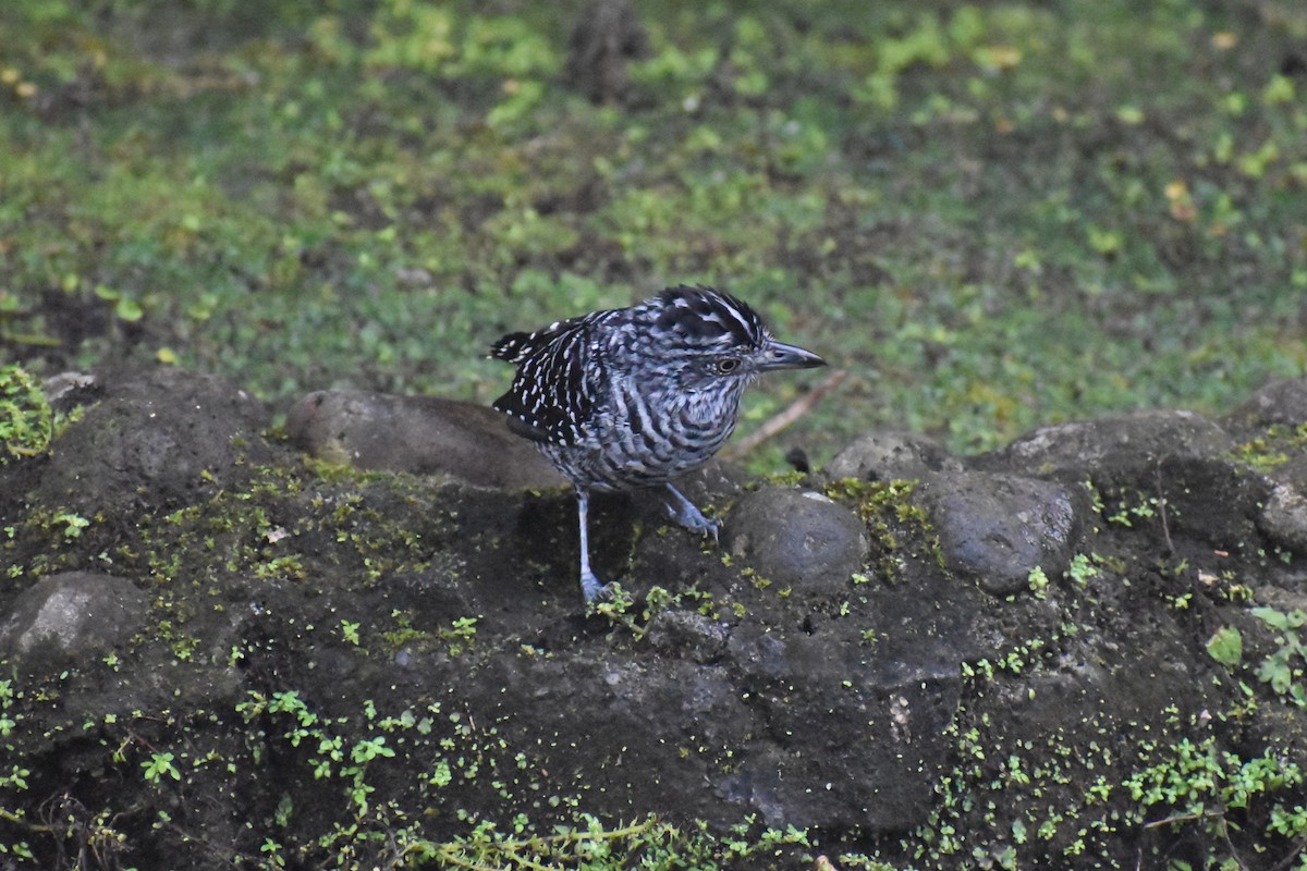 Barred Antshrike - ML633539687