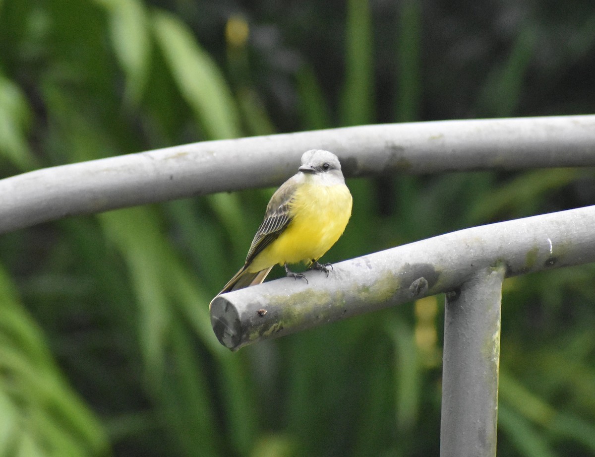 Tropical Kingbird - ML633539691